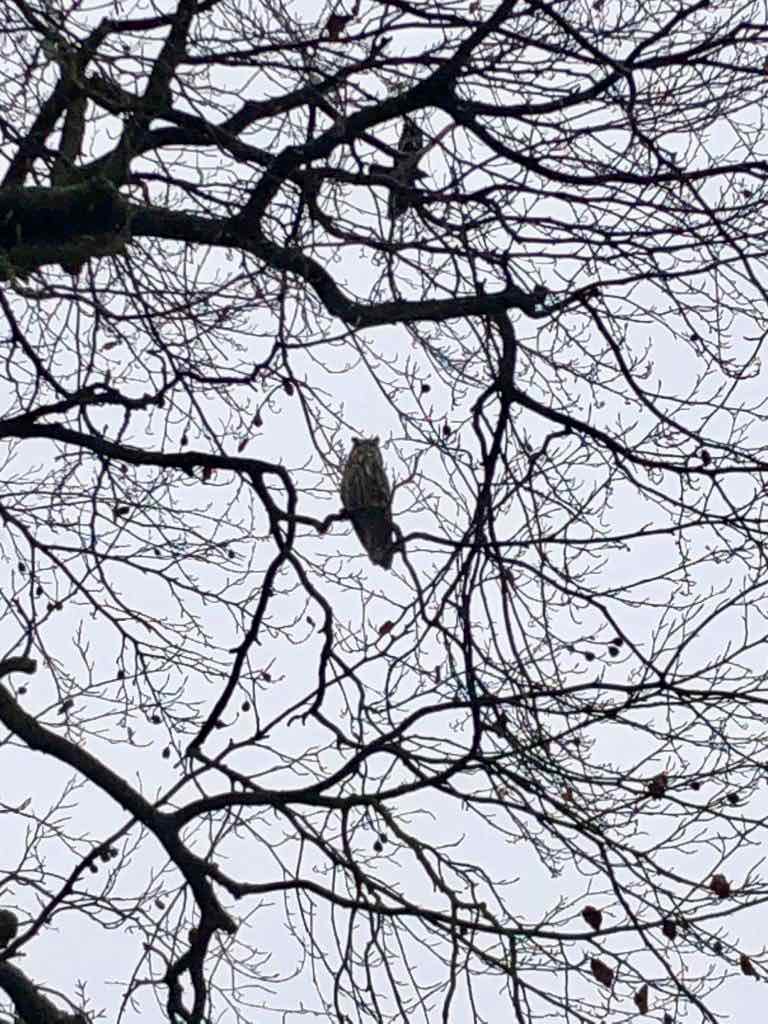 een uil kijkt neer op de installateurs